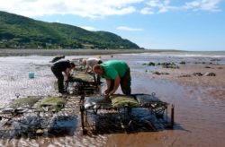 Oyster farming at community business Porlock Futures
