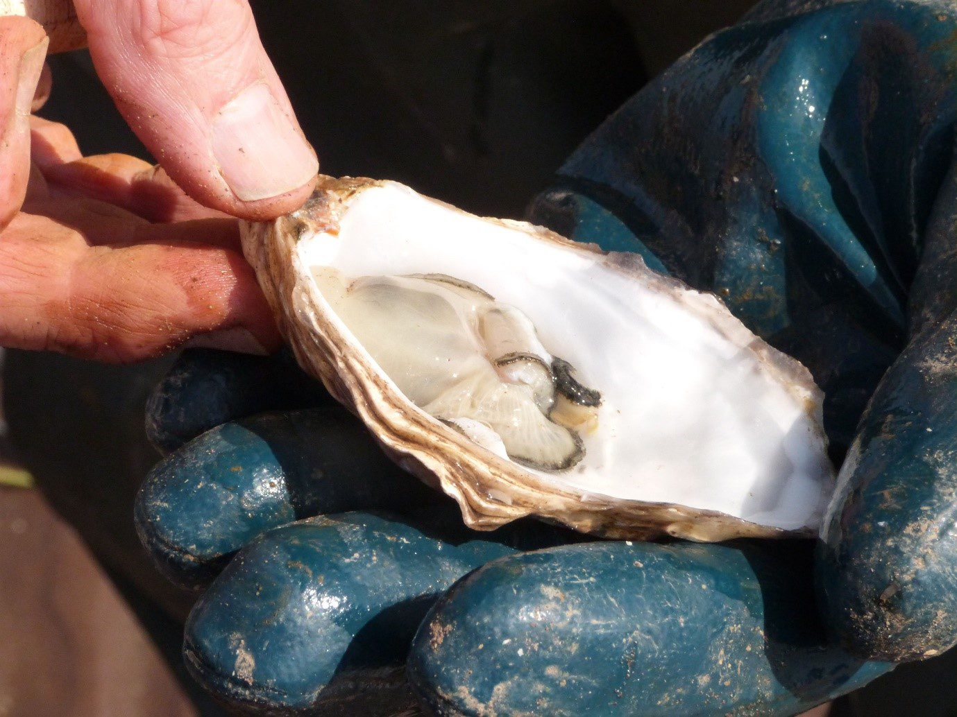 Say it with pies, pier rum, oysters or even a pub!