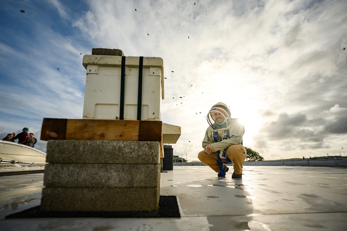 Pollenize - getting the bees settled in-7244